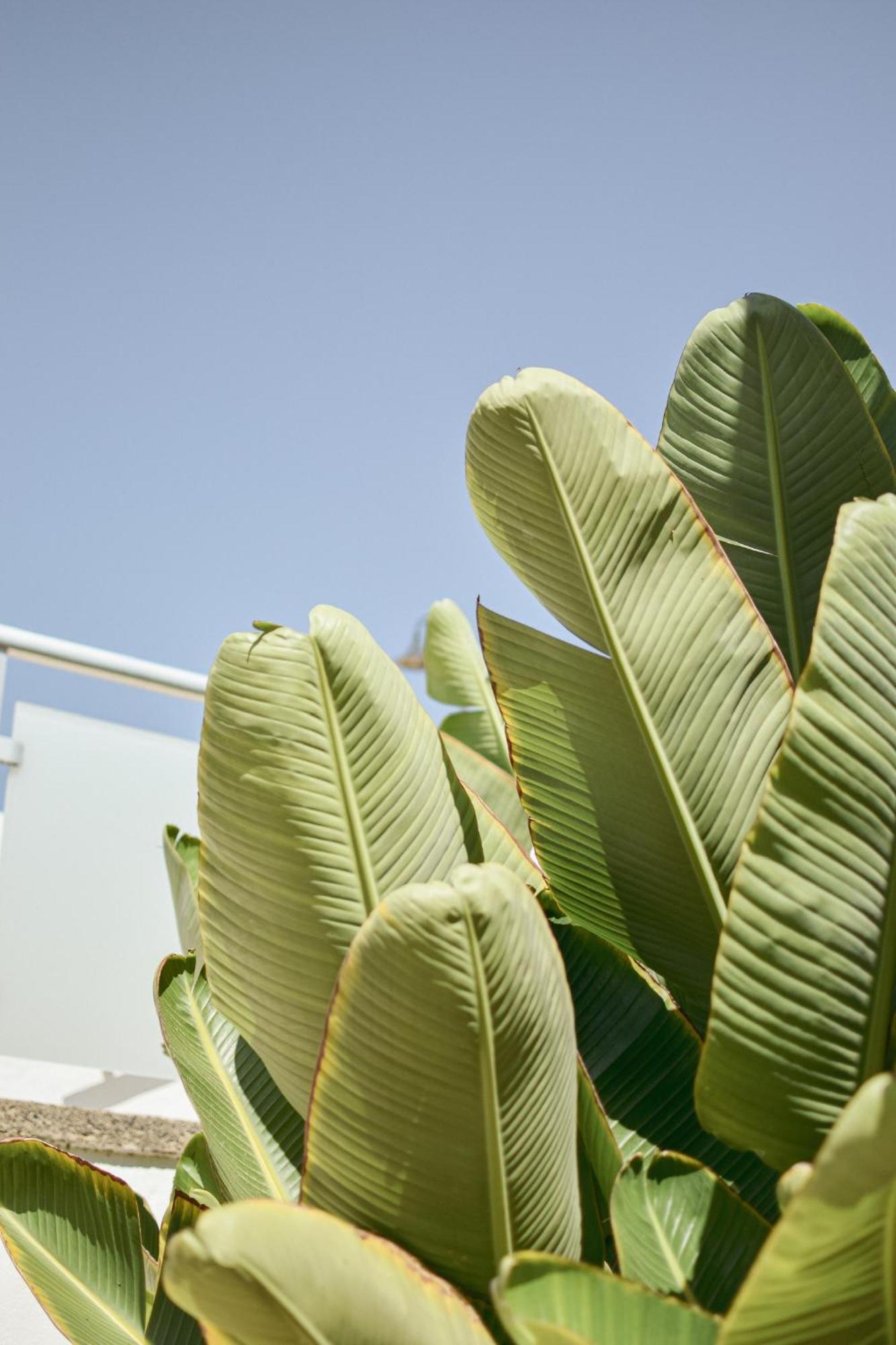Makai Bungalows Playa Del Aguila  エクステリア 写真